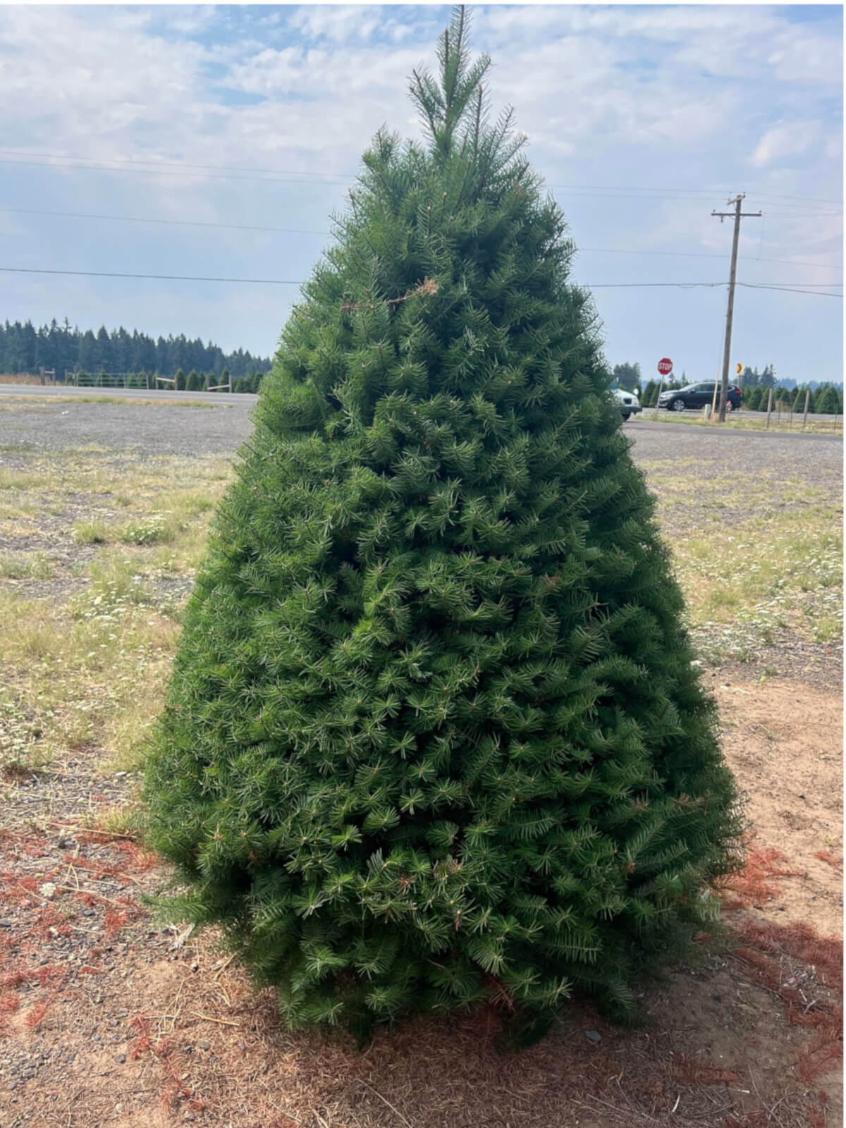 Real Christmas Trees Delivered Douglas Fir