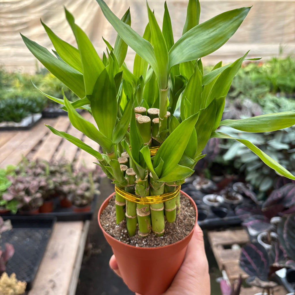 Dracaena 'Lucky Bamboo Pyramid'